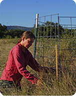 Woman monitoring pasture health by measuring forage height outside grazing exclosure